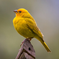 Saffron Finch